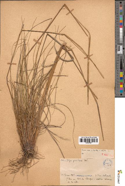 spécimen de Stipa parviflora