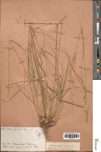 spécimen de Stipa parviflora