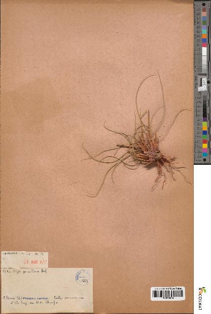 spécimen de Stipa parviflora