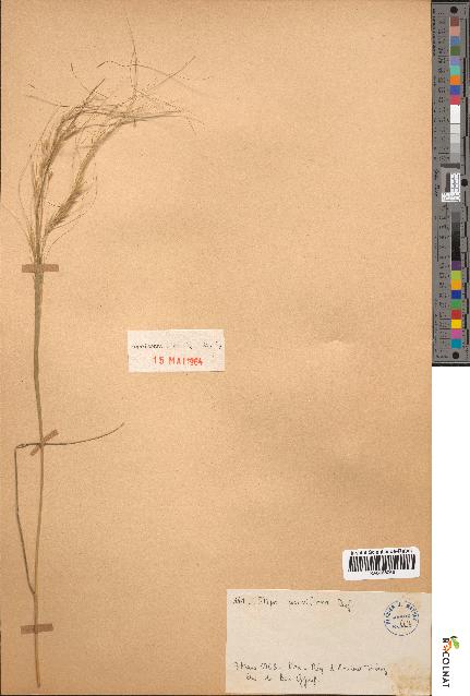 spécimen de Stipa parviflora
