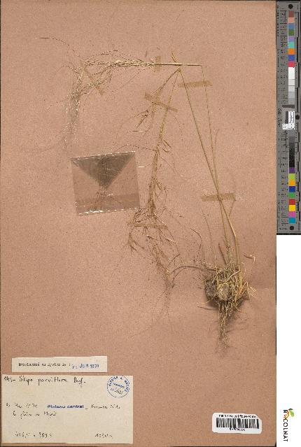 spécimen de Stipa parviflora