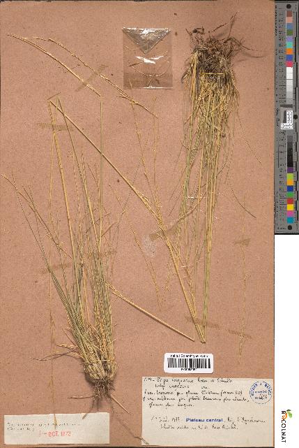 spécimen de Stipa lagascae