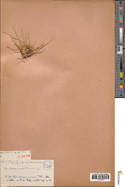 spécimen de Stipa lagascae