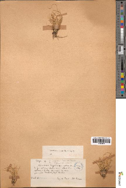 spécimen de Stipa lagascae