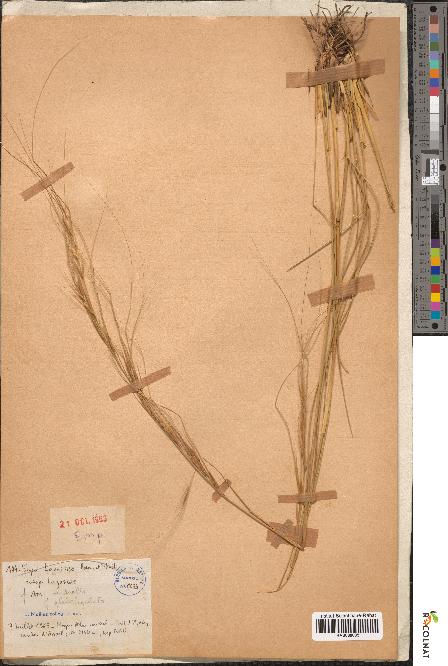 spécimen de Stipa lagascae