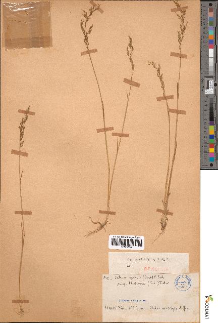 spécimen de Milium vernale