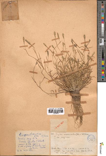 spécimen de Crypsis alopecuroides
