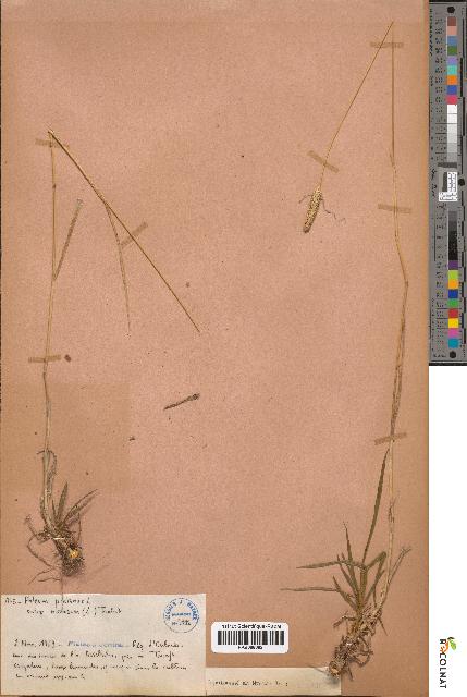 spécimen de Phleum pratense