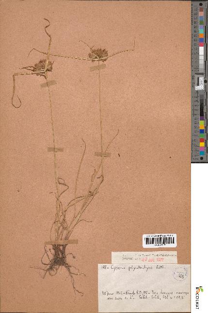 spécimen de Cyperus polystachyos