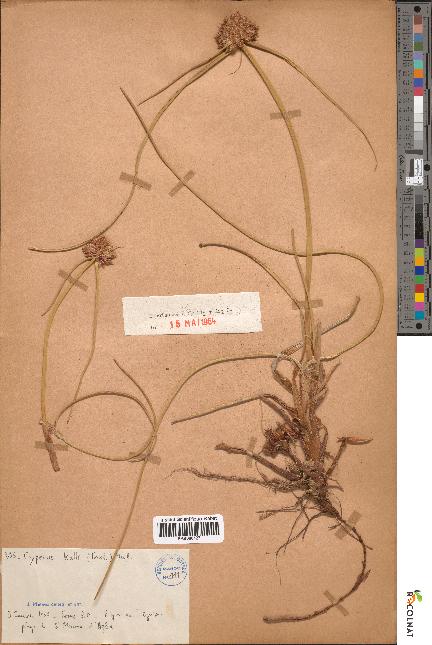 spécimen de Cyperus kalli