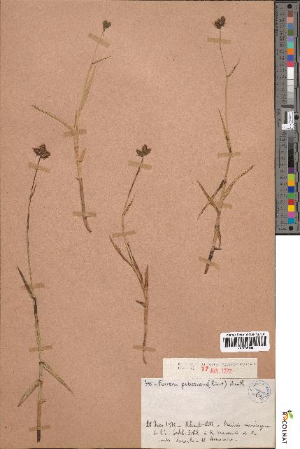 spécimen de Fuirena pubescens