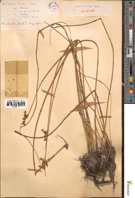 spécimen de Scirpus litoralis