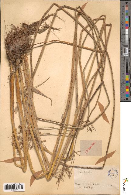 spécimen de Scirpus litoralis