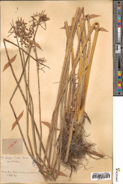 spécimen de Scirpus litoralis