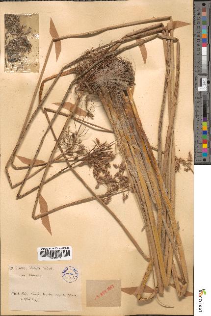 spécimen de Scirpus litoralis