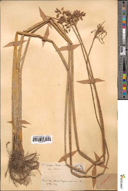 spécimen de Scirpus litoralis