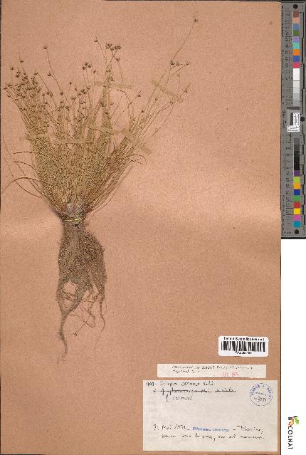 spécimen de Scirpus cernuus