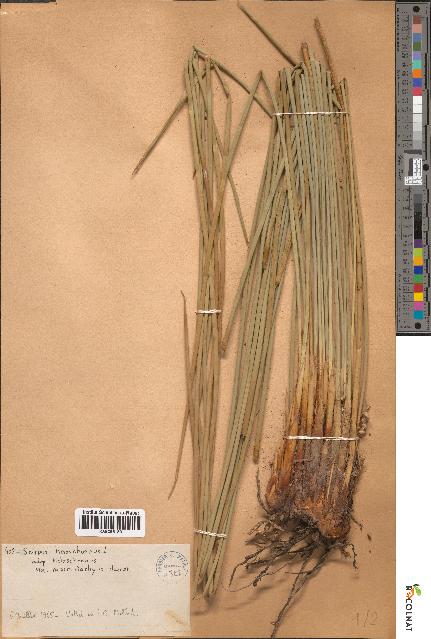 spécimen de Scirpus holoschoenus