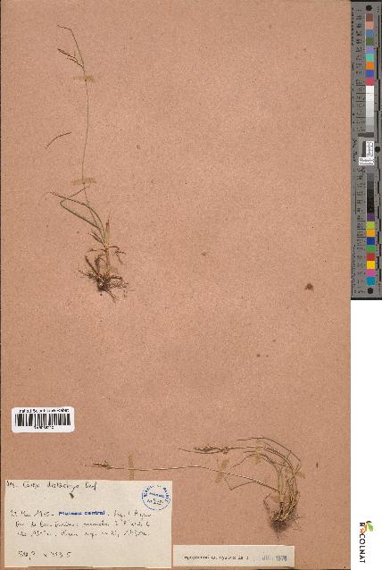 spécimen de Carex distachya