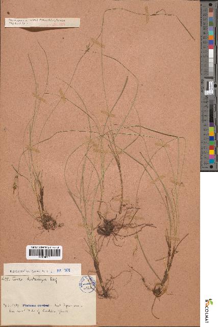 spécimen de Carex distachya