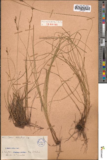 spécimen de Carex distachya