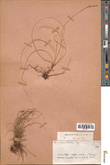 spécimen de Carex distachya