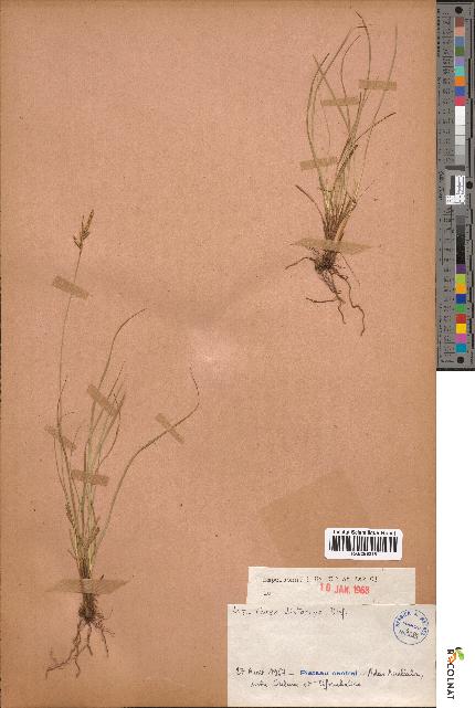 spécimen de Carex distachya