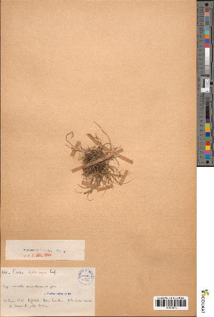 spécimen de Carex distachya