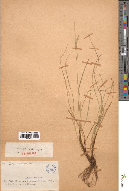 spécimen de Carex distachya