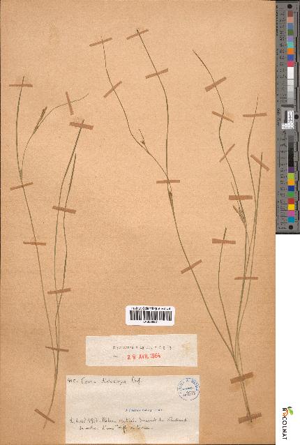 spécimen de Carex distachya