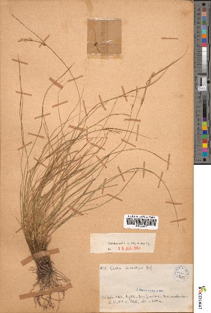 spécimen de Carex distachya