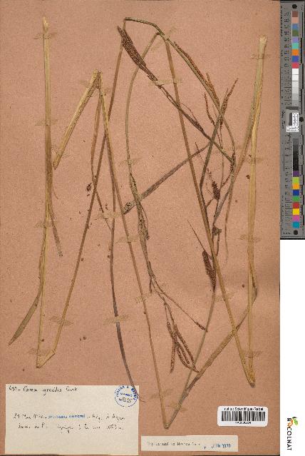 spécimen de Carex gracilis