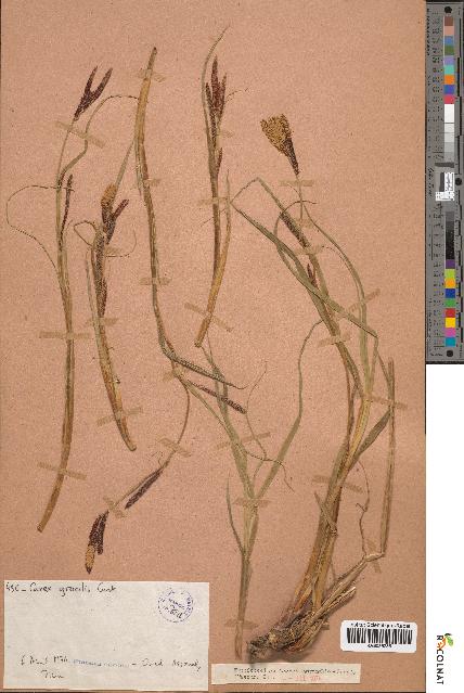 spécimen de Carex gracilis