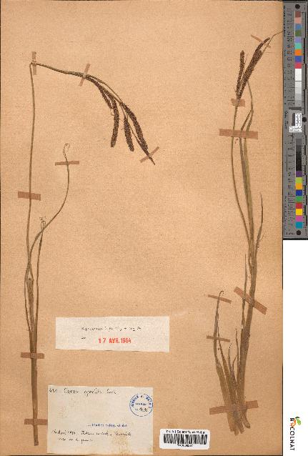 spécimen de Carex gracilis