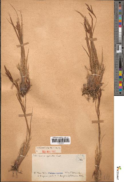 spécimen de Carex gracilis