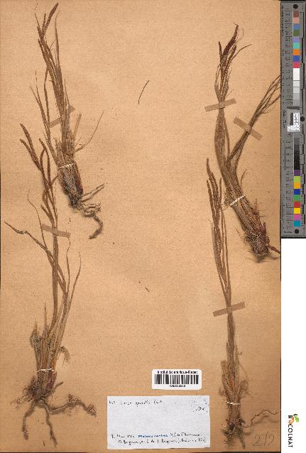 spécimen de Carex gracilis
