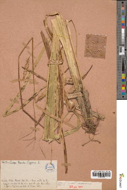 spécimen de Carex pseudocyperus