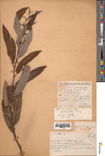 spécimen de Salix triandra