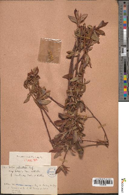 spécimen de Salix pedicellata