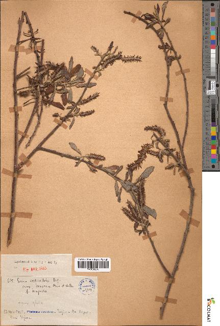 spécimen de Salix pedicellata