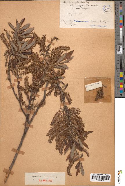 spécimen de Salix pedicellata
