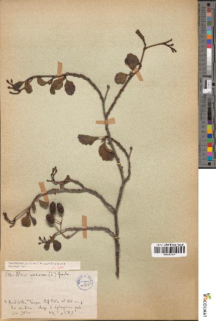 spécimen de Alnus glutinosa