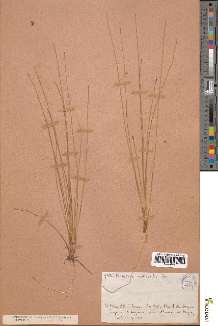 spécimen de Eleocharis multicaulis