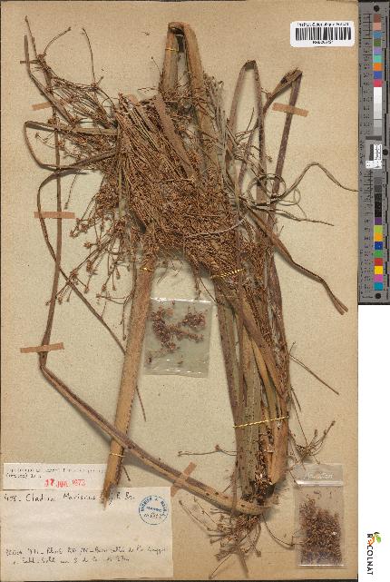 spécimen de Cladium mariscus