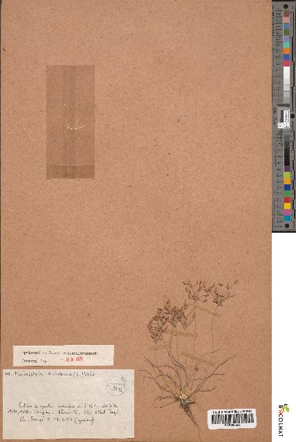 spécimen de Fimbristylis dichotoma