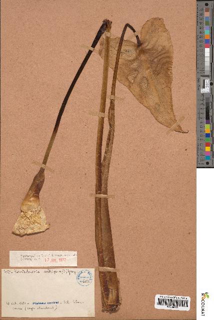 spécimen de Zantedeschia aethiopica