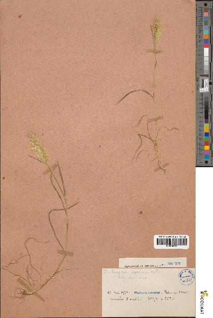 spécimen de Polypogon maritimus