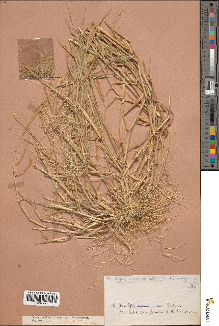 spécimen de Agrostis semiverticillata