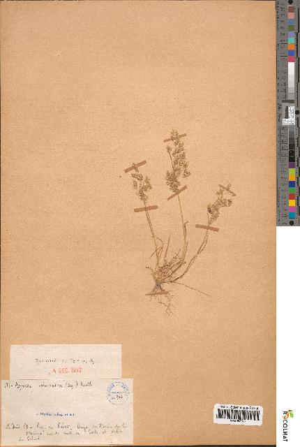 spécimen de Agrostis salmantica