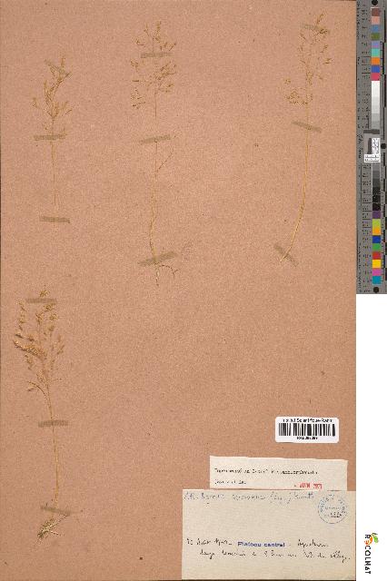 spécimen de Agrostis salmantica